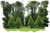 Desbroces y LIMPIEZAS DE FINCAS Y TERRENOS FORESTALES Cáceres 