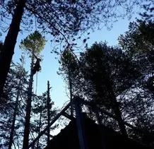 TALA Y PODA EN ALTURA DE ÁRBOLES  Cáceres 