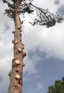 TALA Y PODA EN ALTURA Cáceres