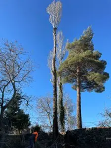 Tala y poda de árboles en altura Cáceres Podas y talas de árboles en altura Cáceres