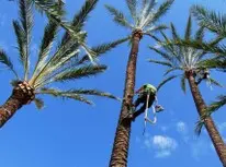 Tala y poda en Altura de árboles en Cáceres y municipios